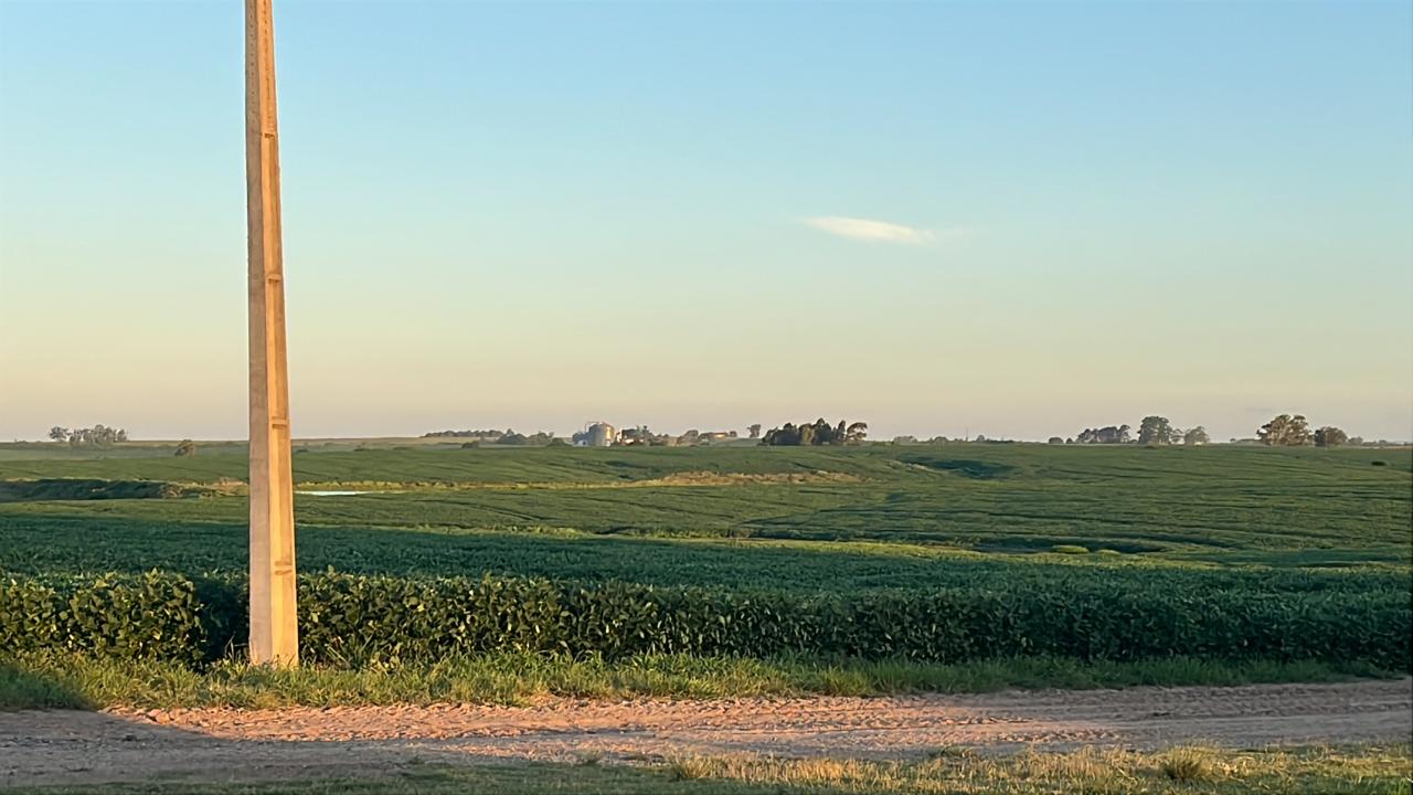 Fazenda em Soja no Paraná